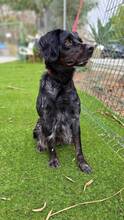 HUNT, Hund, Bretonischer Spaniel-Mix in Spanien - Bild 4