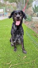 HUNT, Hund, Bretonischer Spaniel-Mix in Spanien - Bild 5