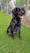 HUNT, Hund, Bretonischer Spaniel-Mix in Spanien - Bild 6