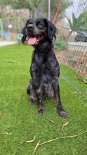 HUNT, Hund, Bretonischer Spaniel-Mix in Spanien - Bild 7