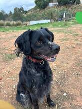 HUNT, Hund, Bretonischer Spaniel-Mix in Spanien - Bild 8