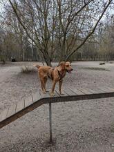 TOFFEE, Hund, Segugio Italiano-Mix in Berlin - Bild 2