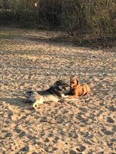 TOFFEE, Hund, Segugio Italiano-Mix in Berlin - Bild 5