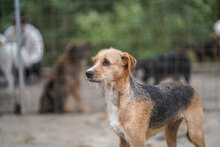 BETINA, Hund, Mischlingshund in Bulgarien - Bild 2