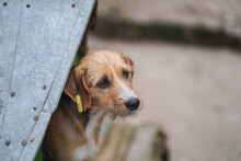 BETINA, Hund, Mischlingshund in Bulgarien - Bild 3