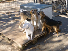 BETINA, Hund, Mischlingshund in Bulgarien - Bild 5