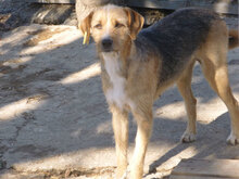 BETINA, Hund, Mischlingshund in Bulgarien - Bild 6