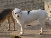 BETSY, Hund, Mischlingshund in Bulgarien - Bild 1