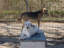 BETSY, Hund, Mischlingshund in Bulgarien - Bild 12