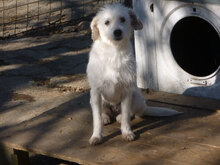 BETSY, Hund, Mischlingshund in Bulgarien - Bild 16