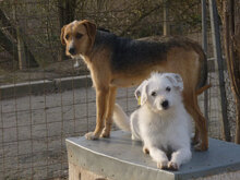 BETSY, Hund, Mischlingshund in Bulgarien - Bild 3