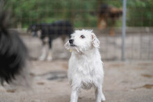 BETSY, Hund, Mischlingshund in Bulgarien - Bild 4