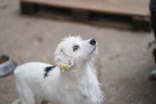 BETSY, Hund, Mischlingshund in Bulgarien - Bild 5