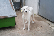 BETSY, Hund, Mischlingshund in Bulgarien - Bild 7