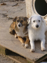 BETSY, Hund, Mischlingshund in Bulgarien - Bild 8