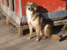 TONYA, Hund, Mischlingshund in Bulgarien - Bild 3