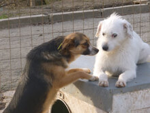 TONYA, Hund, Mischlingshund in Bulgarien - Bild 6