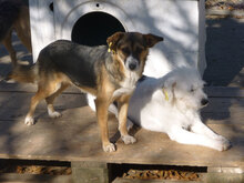 TONYA, Hund, Mischlingshund in Bulgarien - Bild 7