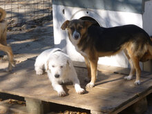 TONYA, Hund, Mischlingshund in Bulgarien - Bild 9