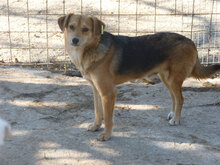 TINO, Hund, Mischlingshund in Bulgarien - Bild 10