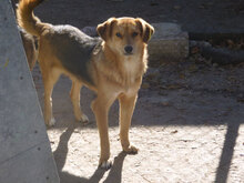 TINO, Hund, Mischlingshund in Bulgarien - Bild 3