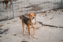 TINO, Hund, Mischlingshund in Bulgarien - Bild 4