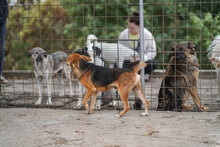 TINO, Hund, Mischlingshund in Bulgarien - Bild 5