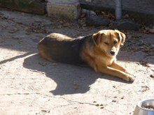 TINO, Hund, Mischlingshund in Bulgarien - Bild 6