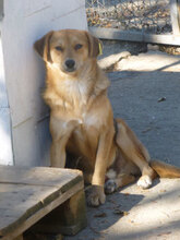 TINO, Hund, Mischlingshund in Bulgarien - Bild 8