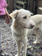 SPRITE, Hund, Maremmano-Mix in Italien - Bild 10