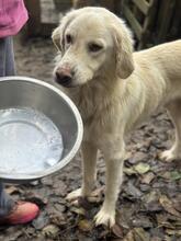 SPRITE, Hund, Maremmano-Mix in Italien - Bild 11