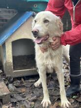 SPRITE, Hund, Maremmano-Mix in Italien - Bild 12