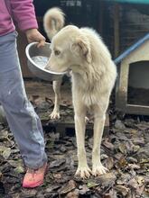 SPRITE, Hund, Maremmano-Mix in Italien - Bild 13