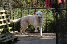 SPRITE, Hund, Maremmano-Mix in Italien - Bild 2