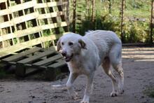 SPRITE, Hund, Maremmano-Mix in Italien - Bild 7