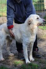 SPRITE, Hund, Maremmano-Mix in Italien - Bild 8