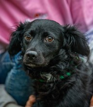 KAVIAR, Hund, Mischlingshund in Ungarn - Bild 1