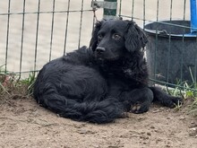 KAVIAR, Hund, Mischlingshund in Ungarn - Bild 3