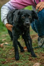 KAVIAR, Hund, Mischlingshund in Ungarn - Bild 4