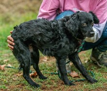 KAVIAR, Hund, Mischlingshund in Ungarn - Bild 5