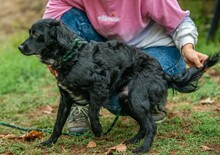 KAVIAR, Hund, Mischlingshund in Ungarn - Bild 6