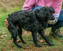 KAVIAR, Hund, Mischlingshund in Ungarn - Bild 7