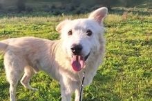 POSEIDONE, Hund, Maremmano-Mix in Italien - Bild 10