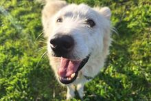 POSEIDONE, Hund, Maremmano-Mix in Italien - Bild 11