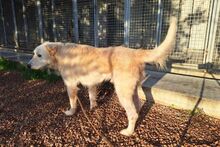 POSEIDONE, Hund, Maremmano-Mix in Italien - Bild 12
