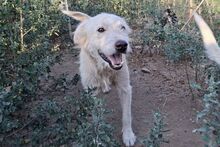 POSEIDONE, Hund, Maremmano-Mix in Italien - Bild 13