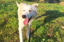 POSEIDONE, Hund, Maremmano-Mix in Italien - Bild 16
