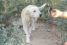 POSEIDONE, Hund, Maremmano-Mix in Italien - Bild 17