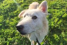 POSEIDONE, Hund, Maremmano-Mix in Italien - Bild 18