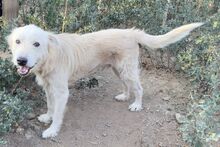 POSEIDONE, Hund, Maremmano-Mix in Italien - Bild 19